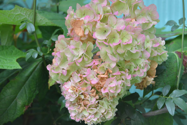 070711ajisai.jpg