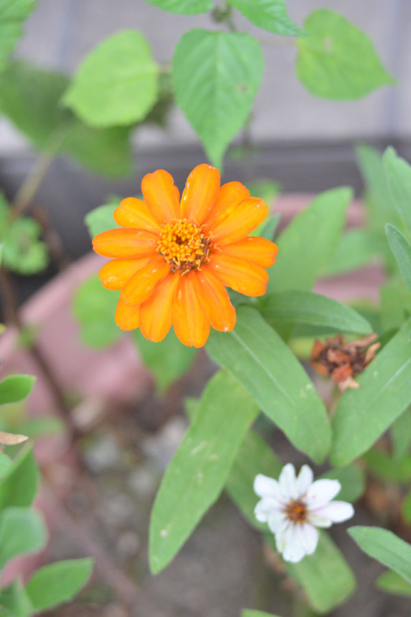 070714jinia.jpg