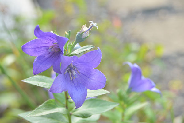 070716kikyou.jpg