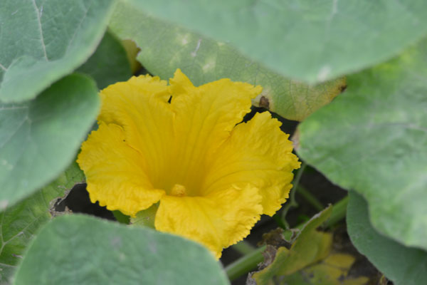 070904kabocha.jpg