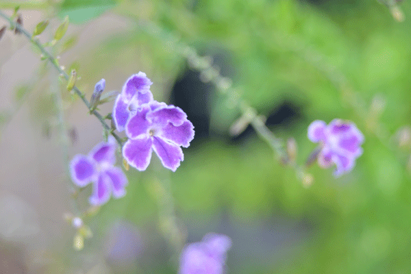 071023dhurannta.gif
