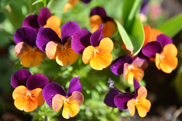 080419biora.gif